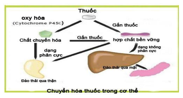 Thiết kế cấu trúc của thuốc để thay đổi chuyển hóa