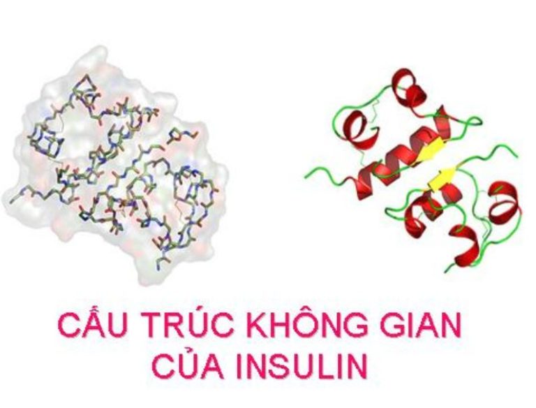 Các phương pháp điều chế Insulin
